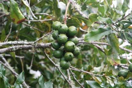whangarei (07)